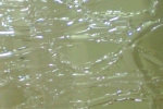 olivgrün, Craqueleé-Glas,